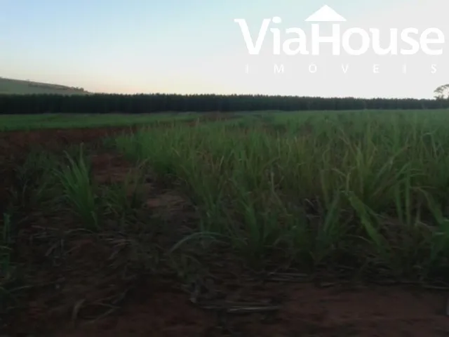 Imagem 2: Fazenda de Cana para Venda na Cidade de Brodósqui Sp