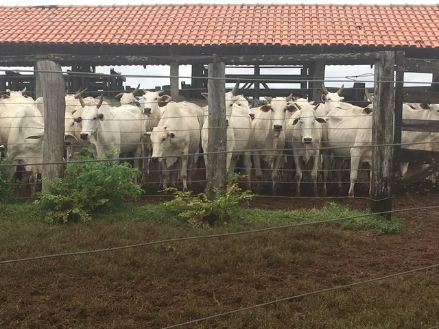 Imagem: Fazenda em Miracema de Tocantins - To