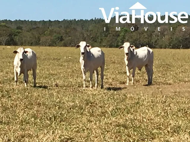 Imagem 9: Fazenda em Miracema de Tocantins - To