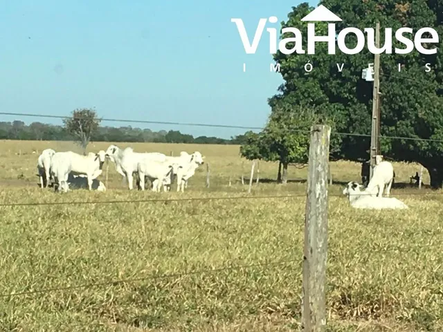 Imagem 5: Fazenda em Miracema de Tocantins - To