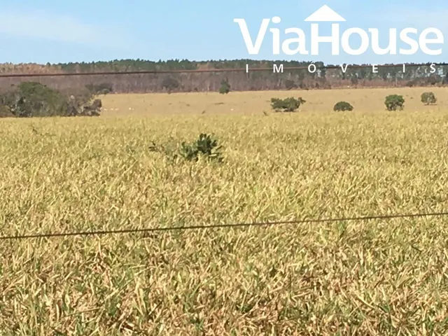 Imagem 7: Fazenda em Miracema de Tocantins - To