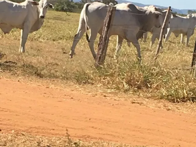 Imagem 12: Fazenda em Miracema de Tocantins - To