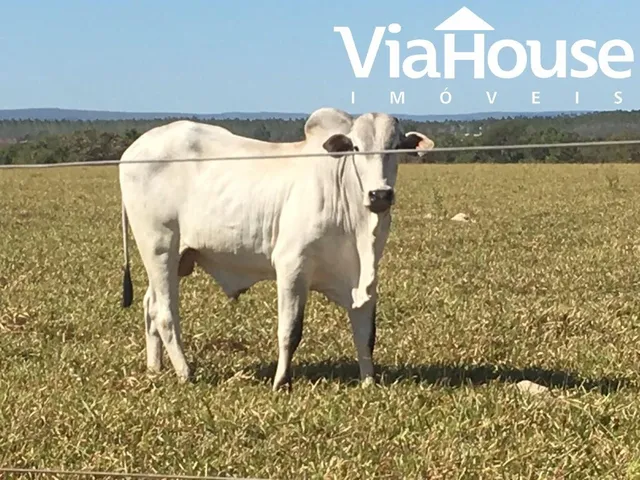 Imagem 8: Fazenda em Miracema de Tocantins - To