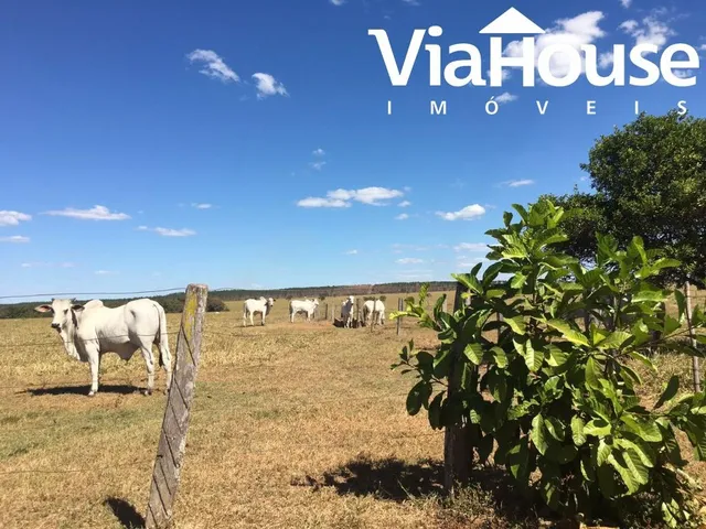 Imagem 10: Fazenda em Miracema de Tocantins - To