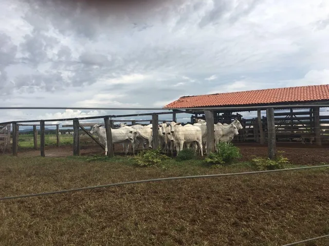 Imagem 4: Fazenda em Miracema de Tocantins - To