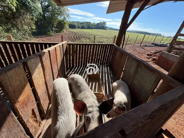 Imagem 13: Àrea de Terra com Confinamento em santa Helena Velha