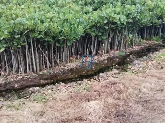 Imagem 4: Fazenda com 10 Hectares em Arez - Rio Perene, Poços e Viveiros