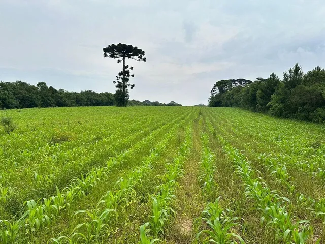 Imagem: Land em Curitiba - Paraná, Umbará