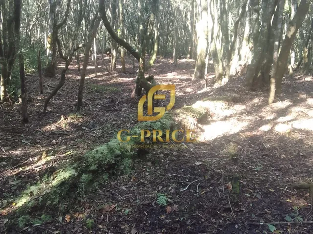 Imagem 7: Excelente Oportunidade de Investimento Terreno Inteiro Cercado