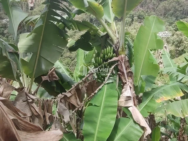 Imagem 9: Sítio À Venda com 3,5 Alqueires em Alfredo Chaves/Es, com 4 Casas, Nascentes, Pasto, Energia Solar e Bananal Produtivo