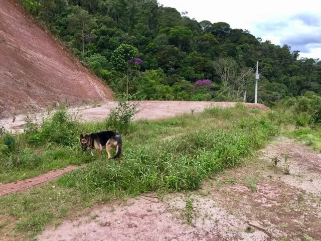 Imagem 6: Sitio com Ampla Casa Térrea com Varanda Ampla Lateral