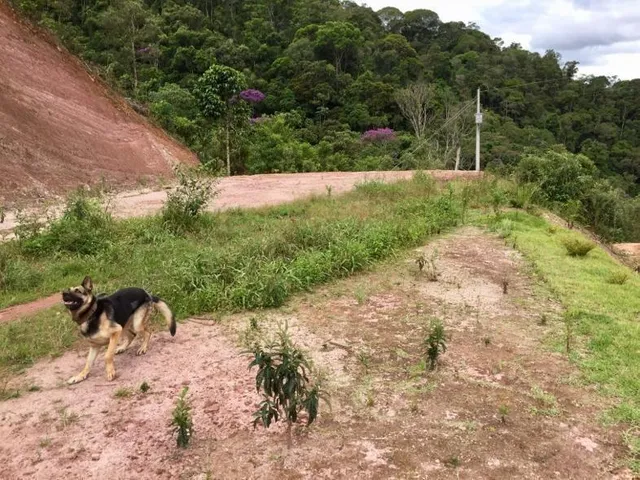 Imagem 12: Sitio com Ampla Casa Térrea com Varanda Ampla Lateral
