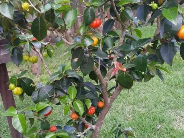 Imagem 14: Casa em Condomínio Fechado com 4 Quartos em Village do Sol