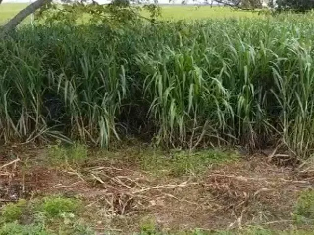 Imagem 9: Fazenda À Venda em Teixeira de Freitas / Bahia