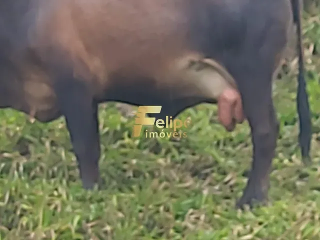 Imagem 14: Fazenda Escriturada e Registrada