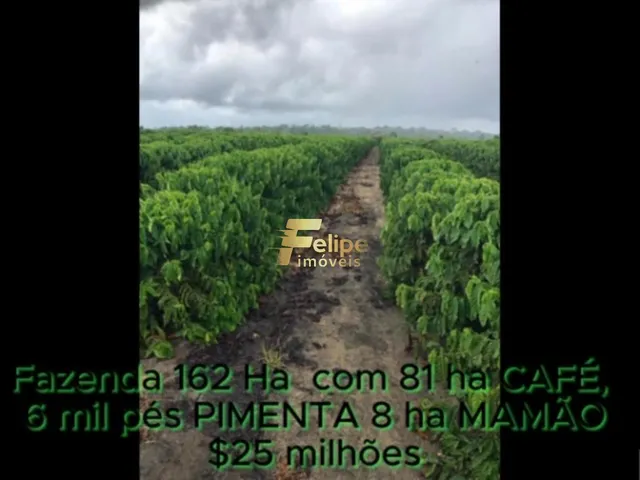 Imagem 12: Fazenda de Alto Padrão em Eunápolis/Ba 162 Hectares Documentados 81 Há de Café