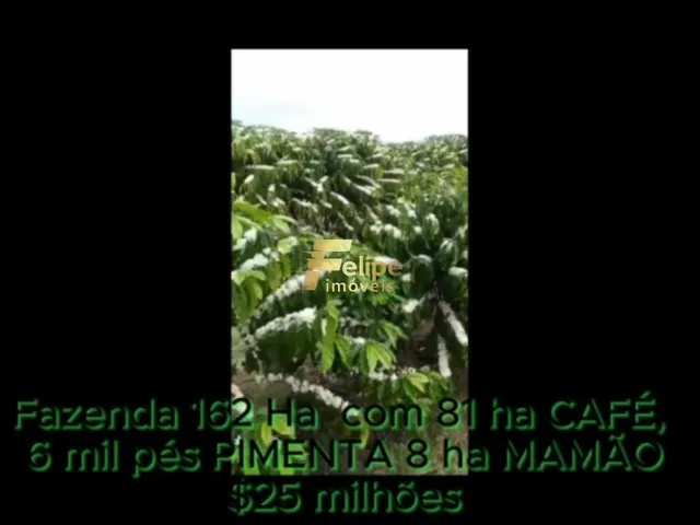 Imagem 5: Fazenda de Alto Padrão em Eunápolis/Ba 162 Hectares Documentados 81 Há de Café