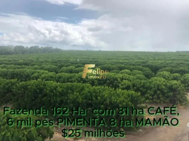 Imagem 9: Fazenda de Alto Padrão em Eunápolis/Ba 162 Hectares Documentados 81 Há de Café