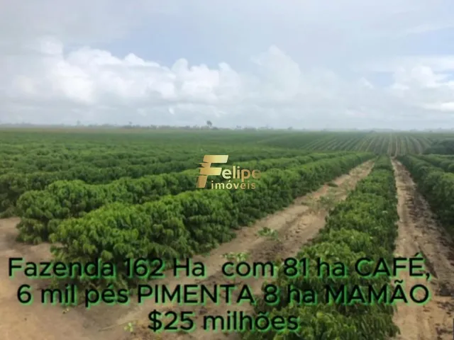 Imagem 11: Fazenda de Alto Padrão em Eunápolis/Ba 162 Hectares Documentados 81 Há de Café