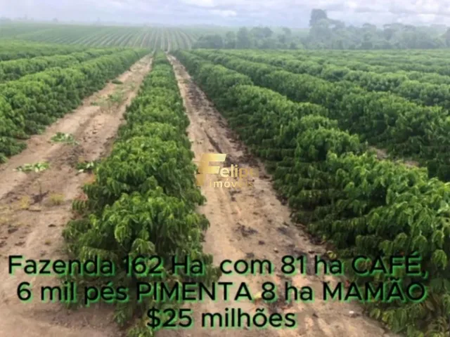 Imagem 4: Fazenda de Alto Padrão em Eunápolis/Ba 162 Hectares Documentados 81 Há de Café
