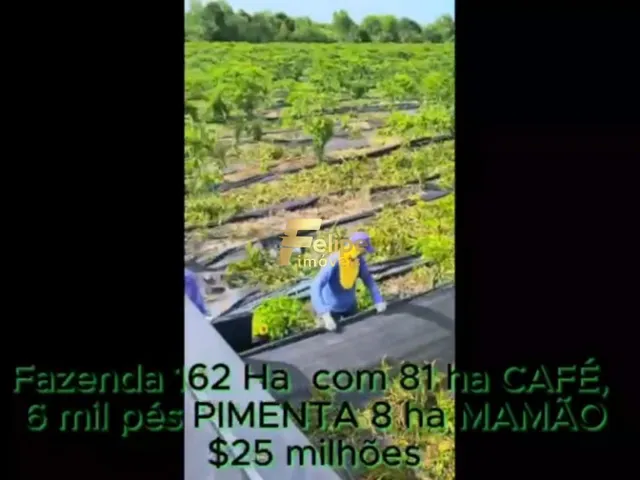 Imagem 7: Fazenda de Alto Padrão em Eunápolis/Ba 162 Hectares Documentados 81 Há de Café