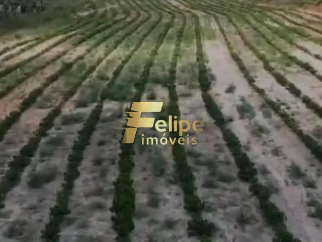 Imagem 8: Excelente Fazenda para a Plantação de Café e Criação de Gado, À Venda em Ipanema/Mg