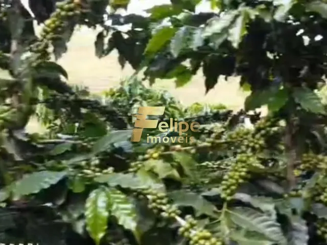 Imagem 13: Excelente Fazenda para a Plantação de Café e Criação de Gado, À Venda em Ipanema/Mg