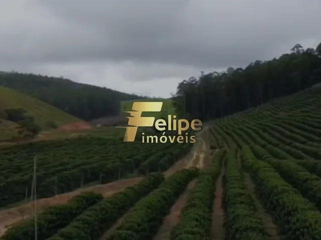 Imagem 15: Excelente Fazenda para a Plantação de Café e Criação de Gado, À Venda em Ipanema/Mg