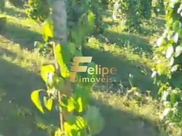 Imagem 8: Área de 20 Hectares, À Venda na Região de Corumbau, Prado/Ba