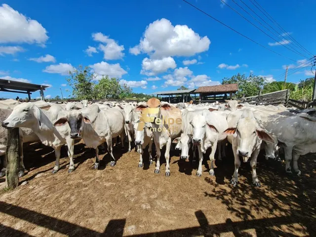 Imagem 6: Excelente Fazenda com 52 Alqueires, À Venda na Localidade de Banqueiros, Araruama/Rj