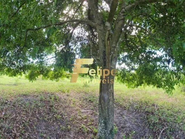 Imagem 14: Excelente Fazenda com 52 Alqueires, À Venda na Localidade de Banqueiros, Araruama/Rj