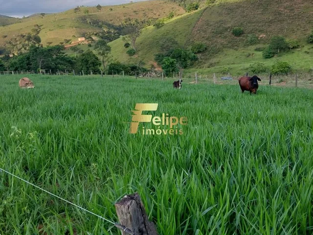 Imagem: Excelente Fazenda para Plantação de Café