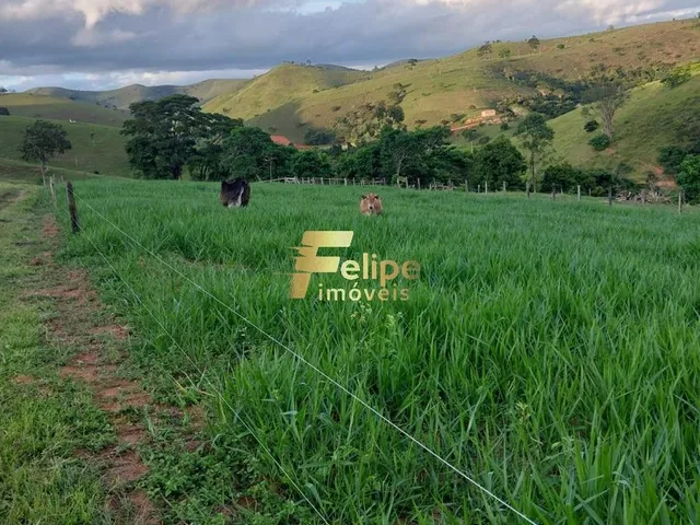 Imagem 3: Excelente Fazenda para Plantação de Café, Cacau e Gado, Água por Gravidade, À Venda em Itanhém/Ba