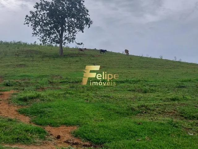 Imagem 7: Excelente Fazenda para Plantação de Café, Cacau e Gado, Água por Gravidade, À Venda em Itanhém/Ba