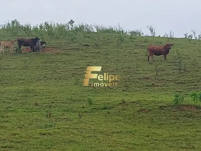 Imagem 2: Excelente Fazenda para Plantação de Café, Cacau e Gado, Água por Gravidade, À Venda em Itanhém/Ba