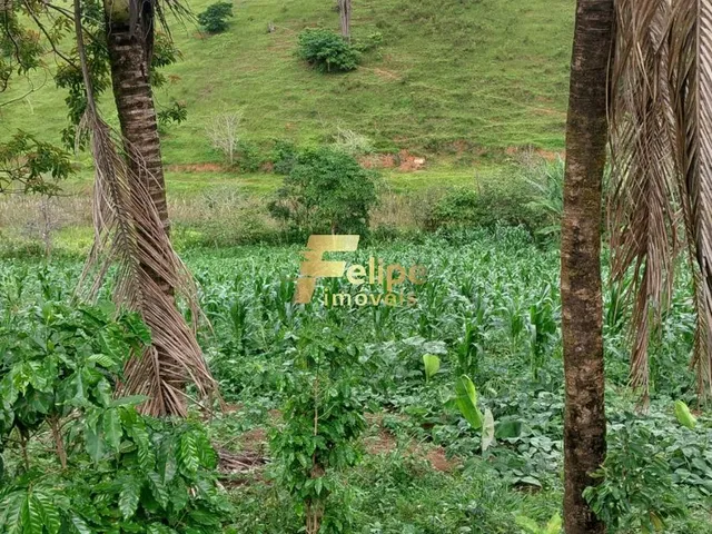 Imagem 5: Excelente Fazenda para Plantação de Café, Cacau e Gado, Água por Gravidade, À Venda em Itanhém/Ba