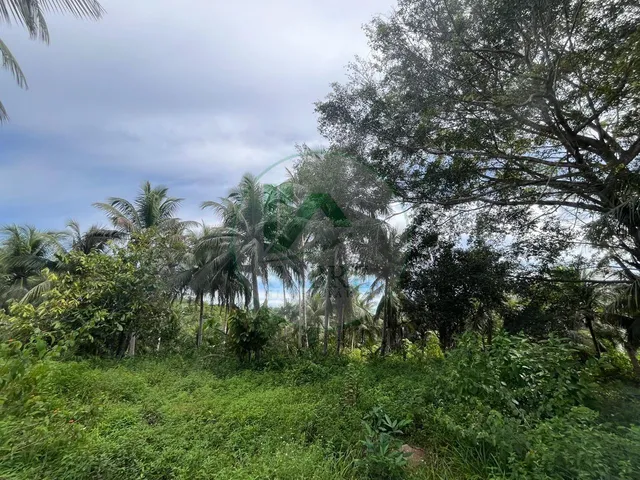 Imagem 7: Sítio À Venda em Presidente Figueiredo-Am