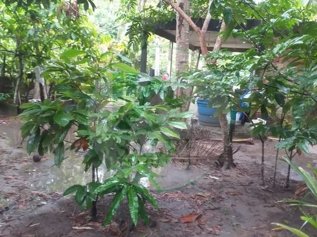 Imagem 11: Terreno a Venda no Bairro Tarumã, Manaus-Am