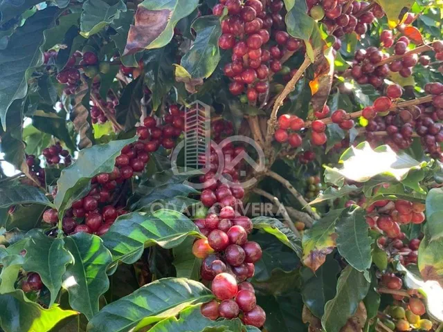 Imagem 15: Fazenda no Sul de Minas Gerais,Região de Passos - Mg. Área Total 1300Ha