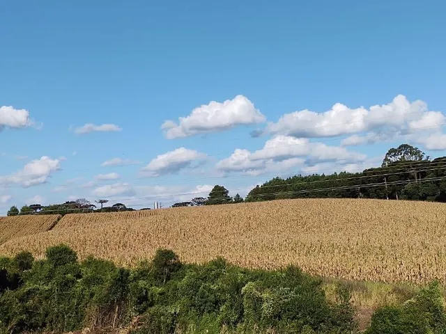 Imagem 2: Área Terra para Venda em Forqueta - 15,18 Hectares