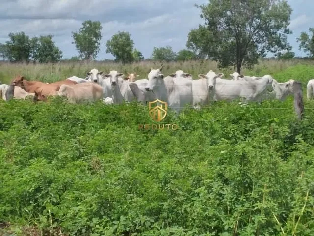 Imagem: Fazenda À Venda no Bairro Centro - Buritizeiro/Mg