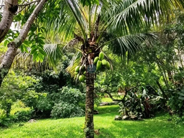 Imagem 11: Alugo Casa com Vista para o Mar, com 05 Quartos, em Amplo Terreno de 1850M² no Saco dos Limões, Florianópolis