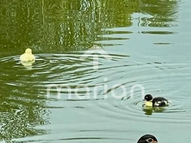 Imagem 10: Sítio, Morretes - Balneário Piçarras