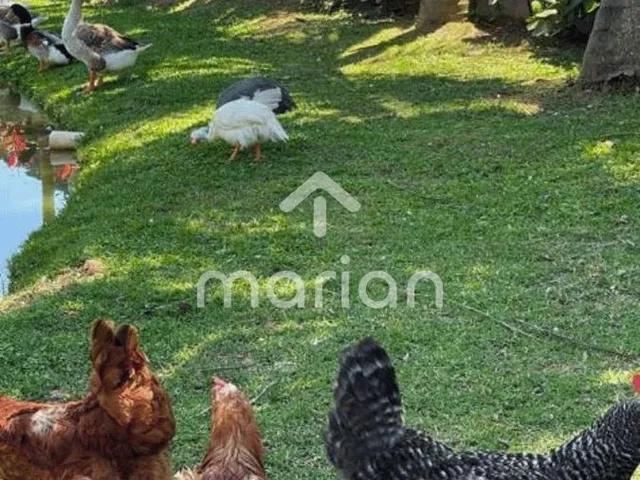 Imagem 8: Sítio, Morretes - Balneário Piçarras
