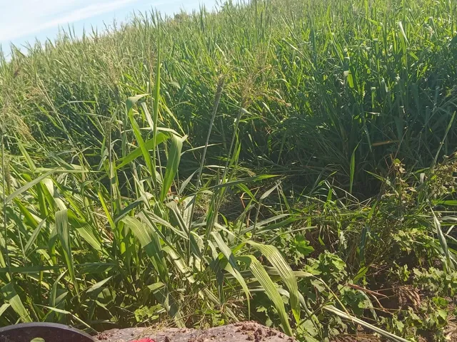 Imagem 10: Fazenda Rural em Corumbá - Mato Grosso do Sul, Área Rural de Corumbá
