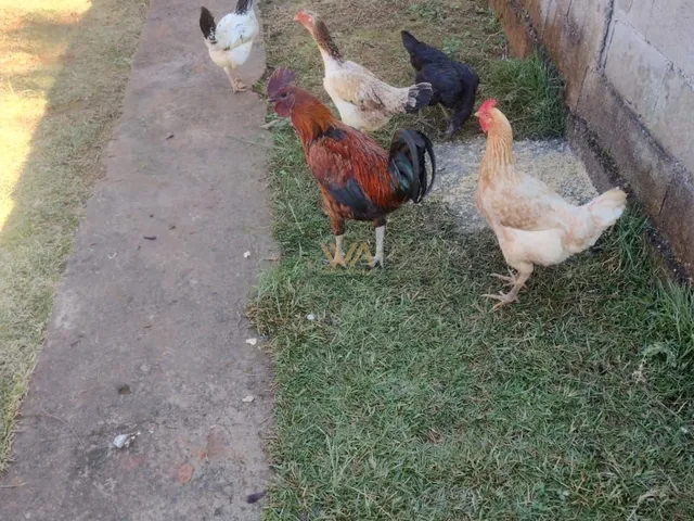 Imagem 13: Chácara 2 Dormitórios À Venda Boa Vista Mogi das Cruzes/Sp