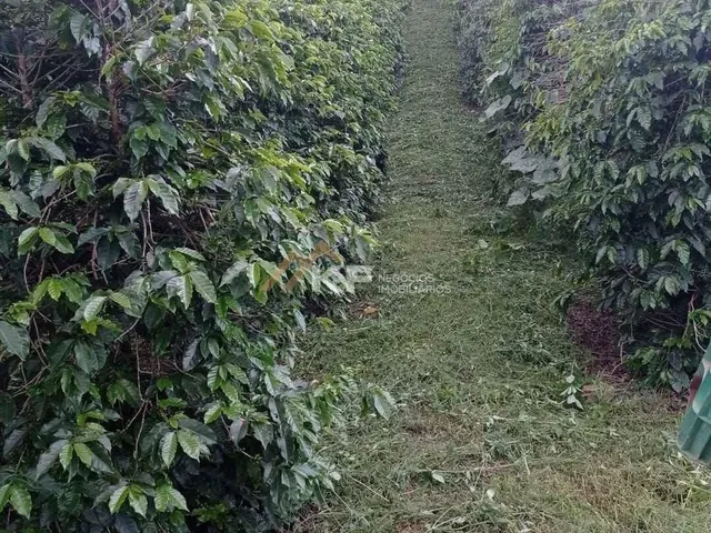 Imagem 5: Sítio de Café a Venda em Minas Gerais -Mg