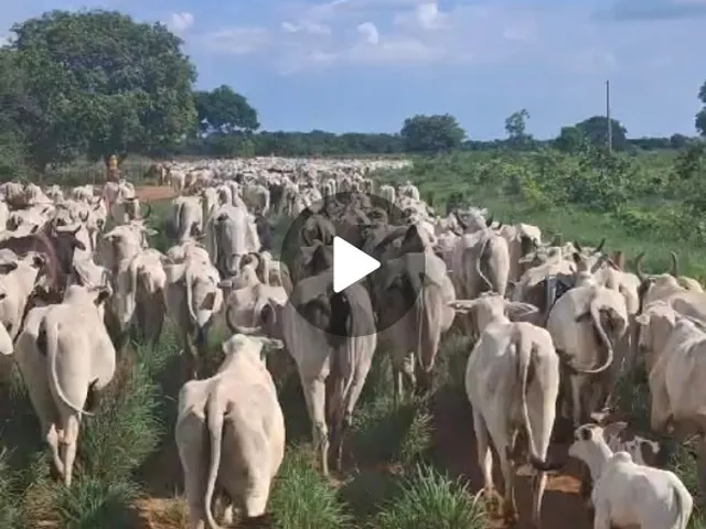 Imagem 11: 0 Fazenda / sítio com 3 dormitórios