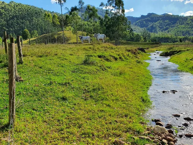 Imagem 6: Terreno Rural Tijucas com Riacho nos Fundos