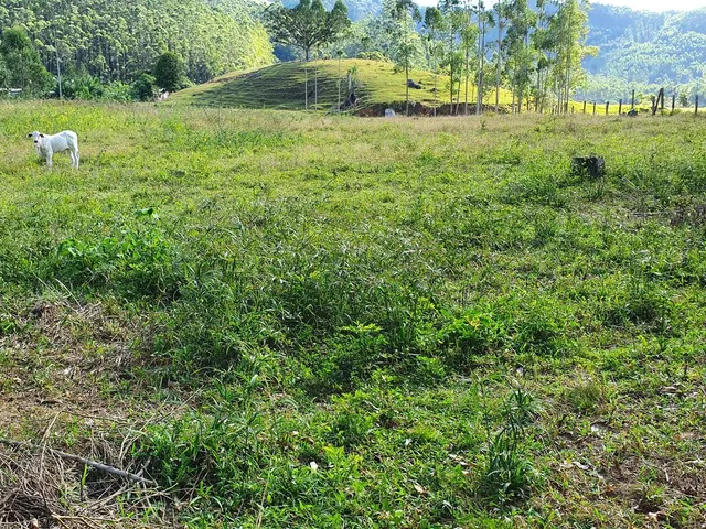 Imagem 14: Terreno Rural Tijucas com Riacho nos Fundos